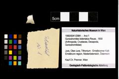 Foto (Objekt + Etikett) von Goniodromites bidentatus (Reuss, 1858)  (NHMW-GEO-1990-0041-2984)